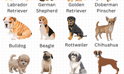 胃苏颗粒会买到假的吗网 - 为你提供胃苏颗粒有几个厂家、胃苏颗粒有几个厂家